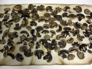 drying mushrooms on a paper towel