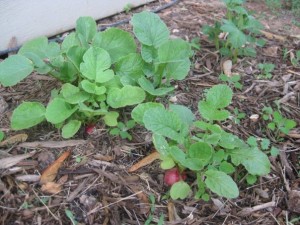 radishes growing in my garden