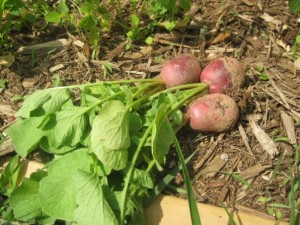 freshly picked radishes