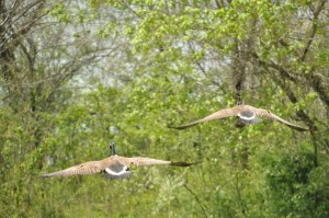 geese flying