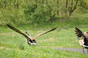 geese taking off