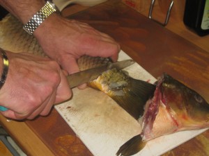 carp with tail and head cut off