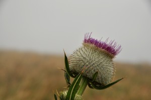 bodliak thistle