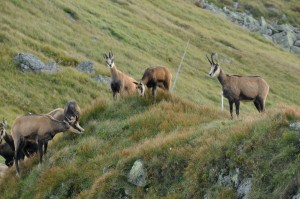 chamois kamziky mountain goat