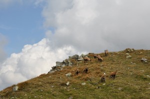 mountain goats