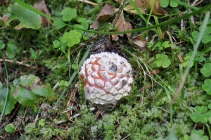 baby fly agaric muchotravka cervena