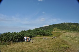 kosodrevina dwarf pines