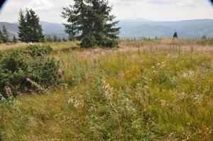 slovak grass