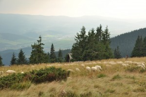 sheep and a shepherds house