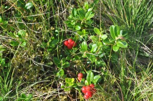 slovak cranberries brusnice