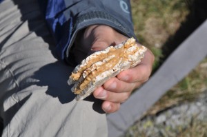 peanut butter rice cracker