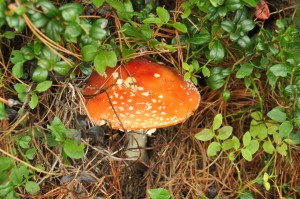 amanita red fly agaric