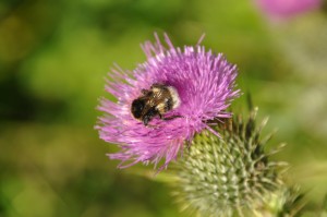 thistle