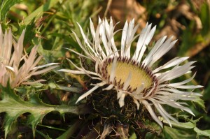 dry flower