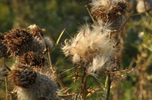 some thistle like dry flower