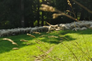 sheep and grass